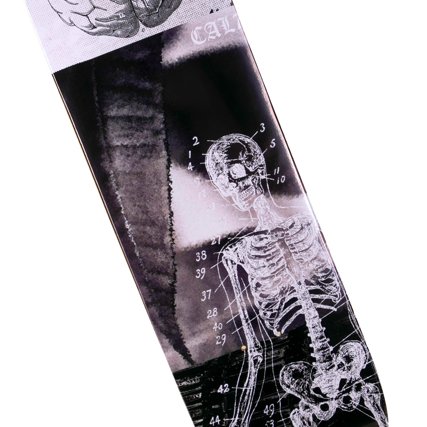 Anatomy Deck